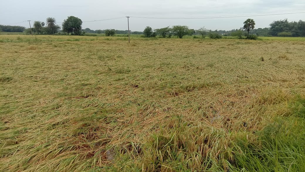 “வரலாறு காணாத வகையில் ஜனவரியில் பெய்த கனமழை - நீரில் மூழ்கிய நெற்பயிர்கள்”: சோகத்தில் டெல்டா விவசாயிகள் !