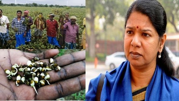 தொடர் மழையால் முளைத்து வீணான பயிர்கள்... உடனடியாக இழப்பீடு வழங்குமாறு அரசுக்கு கனிமொழி எம்.பி கோரிக்கை!