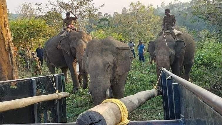 “நேற்று வனவாசம்.. இன்று சிறைவாசம்..” : வனத்துறையை திணறடித்த சங்கர் யானை பற்றிய சிறப்பு செய்தி தொகுப்பு !