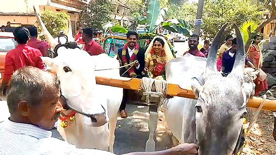 டெல்லி விவசாயிகள் போராட்டத்திற்கு ஆதரவாக மாட்டு வண்டியில் சென்று திருமணம் செய்து கொண்ட காதல் தம்பதியினர்