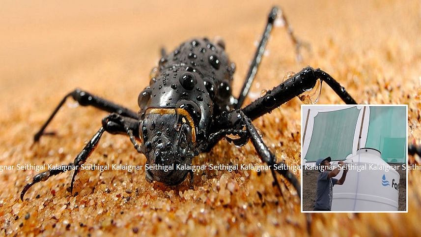 காற்றை தண்ணீராக மாற்றும் வண்டு : விவசாயத்தில் அறிவியலின் அடுத்த பாய்ச்சல் !