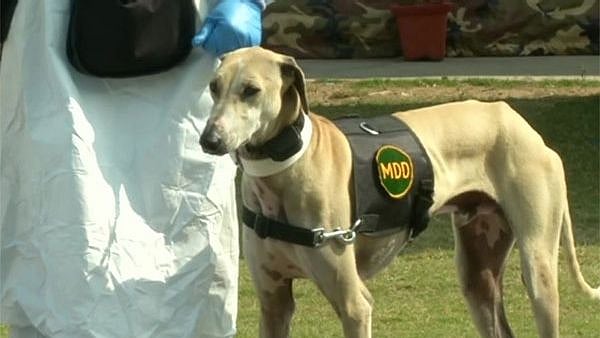 “கொரோனா நோயாளிகளை கண்டுபிடிக்கும் நாய்கள்” : சிப்பிப்பாறை நாய்களுக்கு பயிற்சி அளிக்கும் இந்திய ராணுவம் !