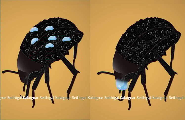 காற்றை தண்ணீராக மாற்றும் வண்டு : விவசாயத்தில் அறிவியலின் அடுத்த பாய்ச்சல் !