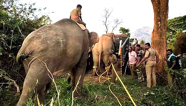 “நேற்று வனவாசம்.. இன்று சிறைவாசம்..” : வனத்துறையை திணறடித்த சங்கர் யானை பற்றிய சிறப்பு செய்தி தொகுப்பு !