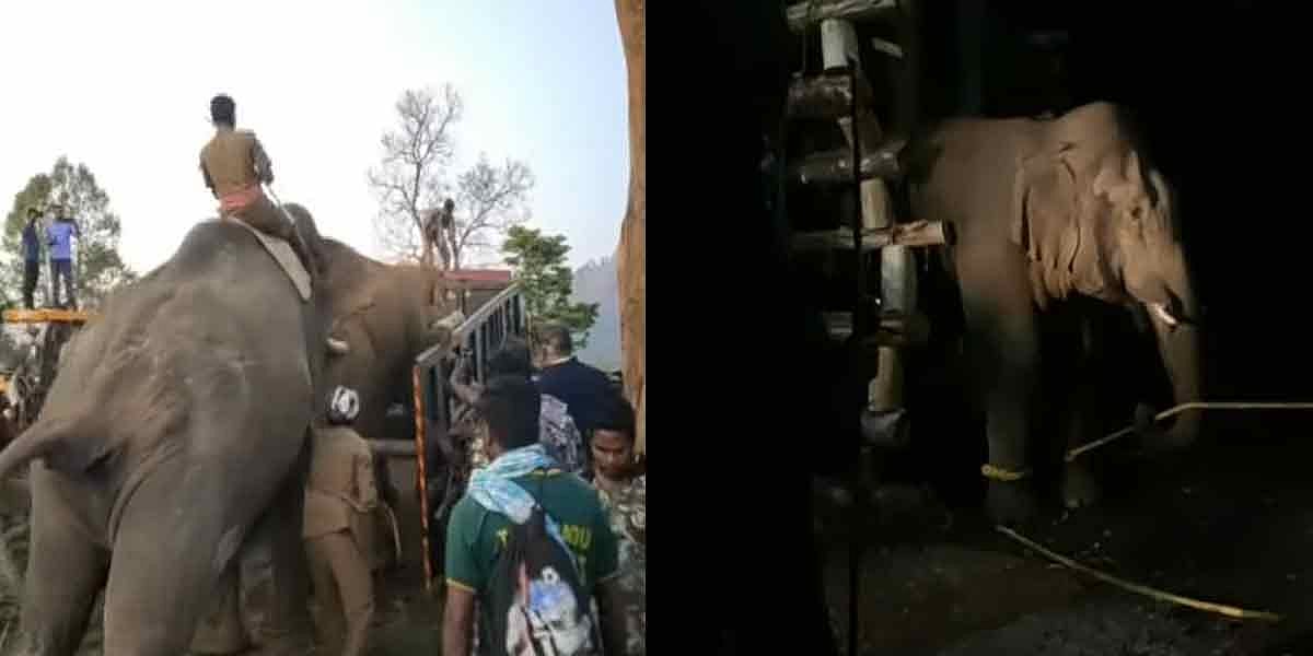 “நேற்று வனவாசம்.. இன்று சிறைவாசம்..” : வனத்துறையை திணறடித்த சங்கர் யானை பற்றிய சிறப்பு செய்தி தொகுப்பு !