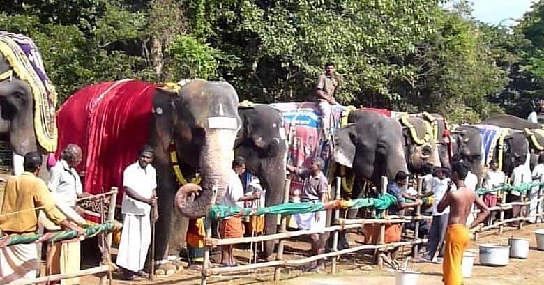 யானைகளிடமும் புத்தியை காட்டிய அ.தி.மு.க அமைச்சர்கள்: எப்போது திருந்துவார்கள்? - விலங்கு ஆர்வலர்கள் கோபம்!