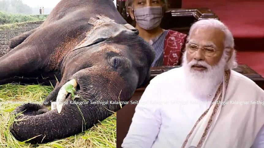 “யானைகள் உயிரிழப்பு குறித்து தவறான தகவலை வெளியிடுவதா?” : மோடி அரசின் மோசடி ஆதாரத்துடன் அம்பலம் !