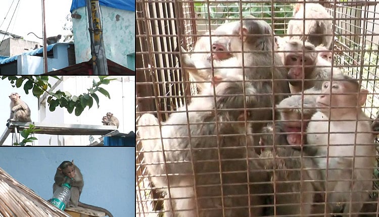 குழந்தையை குரங்குகள் தூக்கிச் சென்ற விவகாரம் : குரங்குகளை பிடித்து வனப்பகுதியில் விட நடவடிக்கை தீவிரம்!