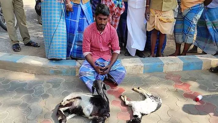 “ஆசையாக வாங்கிய ஆடுகள் அடுத்தடுத்து உயிரிழந்த சோகம்” :
இறந்த ஆட்டுடன் ஆட்சியர் அலுவலகம் வந்த இளைஞர் !