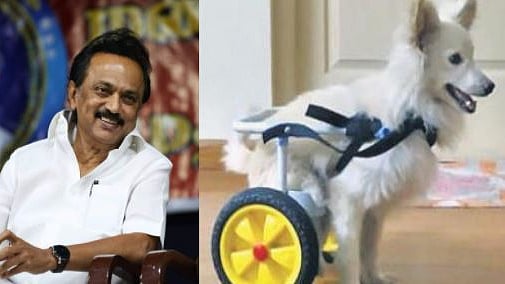 நடக்க இயலாத வீராவுக்காக நடைவண்டி செய்த காசி : நெகிழ்ந்துபோய் பாராட்டிய தி.மு.க தலைவர்!