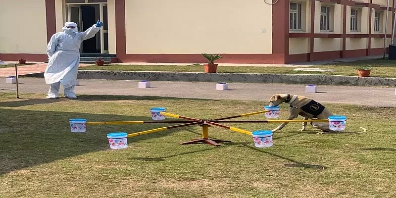 “கொரோனா நோயாளிகளை கண்டுபிடிக்கும் நாய்கள்” : சிப்பிப்பாறை நாய்களுக்கு பயிற்சி அளிக்கும் இந்திய ராணுவம் !