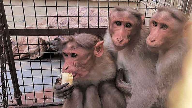 குழந்தையை குரங்குகள் தூக்கிச் சென்ற விவகாரம் : குரங்குகளை பிடித்து வனப்பகுதியில் விட நடவடிக்கை தீவிரம்!