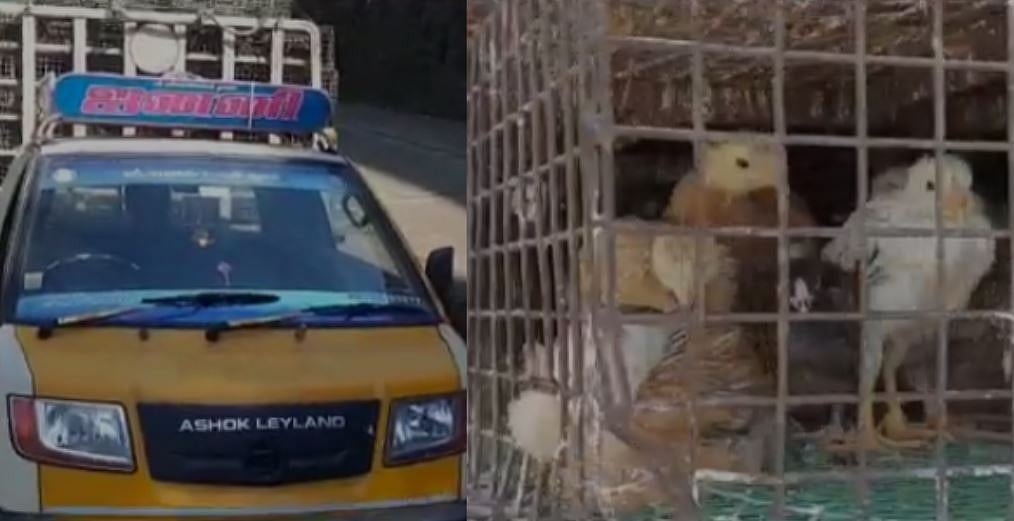 எஸ்.பி.வேலுமணி உத்தரவின் பேரில் கோழி, ஆடுகளை விநியோகிக்கும் அ.தி.மு.கவினர் : நீலகிரியில் அட்டூழியம்!