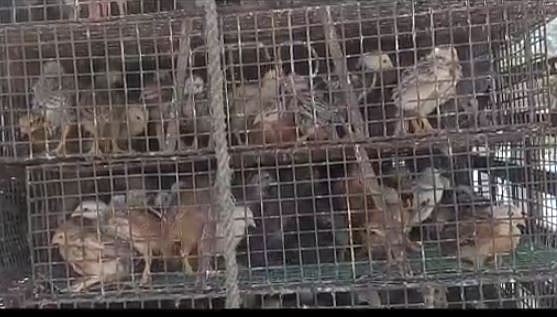 எஸ்.பி.வேலுமணி உத்தரவின் பேரில் கோழி, ஆடுகளை விநியோகிக்கும் அ.தி.மு.கவினர் : நீலகிரியில் அட்டூழியம்!