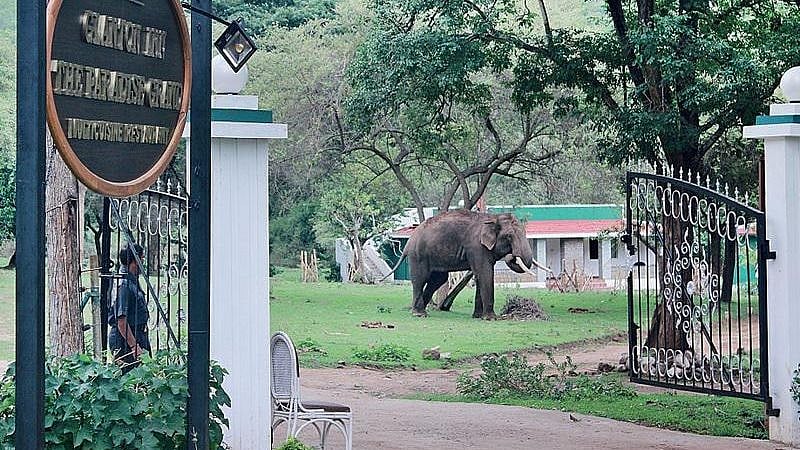 யானைகளின் எண்ணிக்கை அதிகரிப்பு.. தமிழ்நாடு அரசு எடுத்துவரும் சிறப்பு நடவடிக்கை பற்றி தெரியுமா?