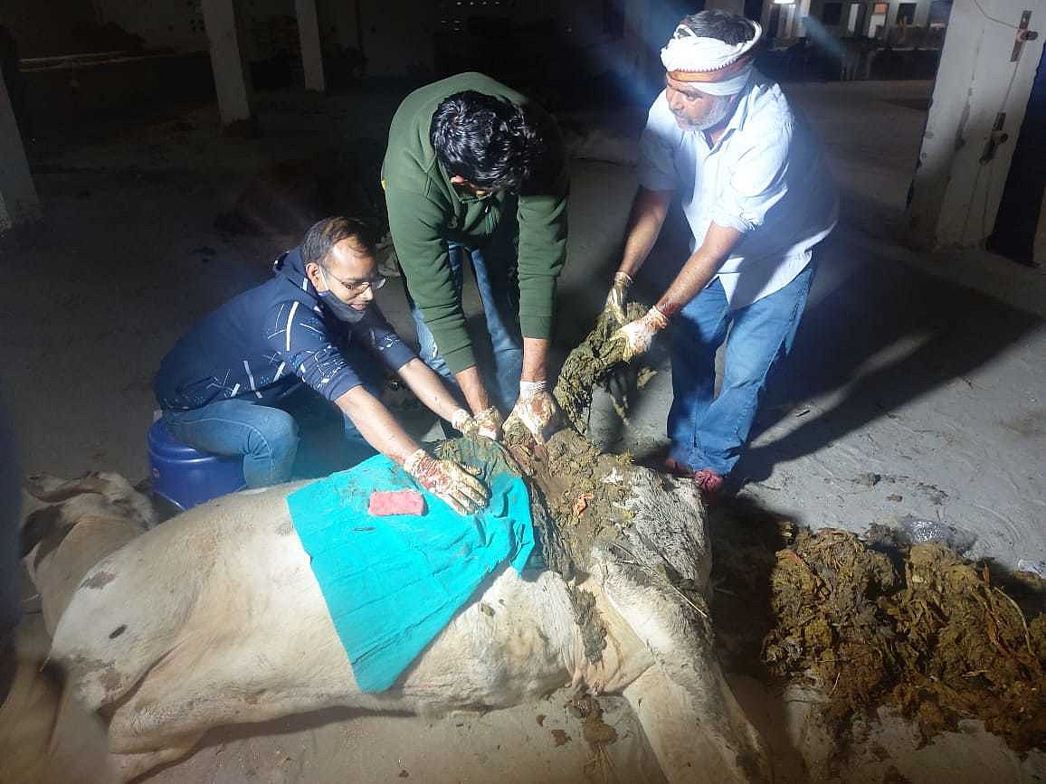 "எங்கே போனது பா.ஜ.க-வின் பசு பாசம்..?" - பிளாஸ்டிக் கழிவுகளைத் தின்று உயிரிழக்கும் மாடுகள்!