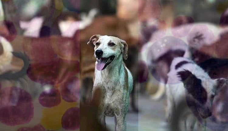 நாய்கள் அடுத்தடுத்து உயிரிழப்பு.. கொரோனாவை தொடர்ந்து புதிதாக முளைத்துள்ள பர்வோ வைரஸ் - அச்சத்தில் மக்கள்!