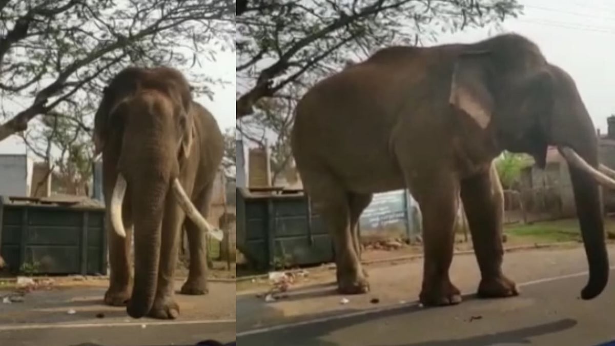உணவுப் பற்றாக்குறை? ஊட்டியில் பிளாஸ்டிக் கழிவுகளை உண்ணும் காட்டு யானை - கண்டுகொள்ளாத வனத்துறை!