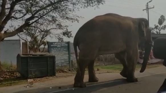 உணவுப் பற்றாக்குறை? ஊட்டியில் பிளாஸ்டிக் கழிவுகளை உண்ணும் காட்டு யானை - கண்டுகொள்ளாத வனத்துறை!