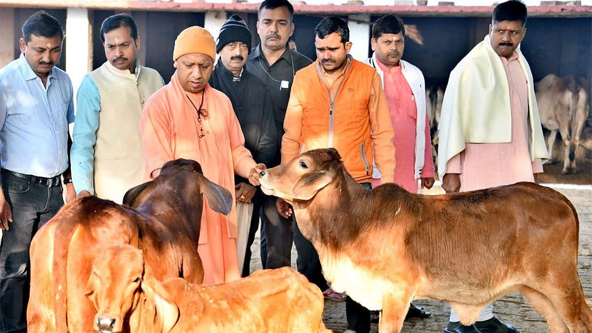 ஆக்சிஜன் இன்றி சாகும் மக்கள்... பசுக்களுக்கு பல்ஸ் ஆக்ஸிமீட்டர் சோதனை... இதுதான் கொரோனா நடவடிக்கையா யோகி?