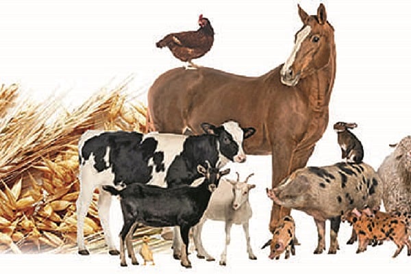 ஊரடங்கால் உணவின்றி தவிக்கும் கால்நடைகள்: முதற்கட்டமாக ₹3 லட்சம் ஒதுக்கீடு - தமிழக அரசு துரித நடவடிக்கை!