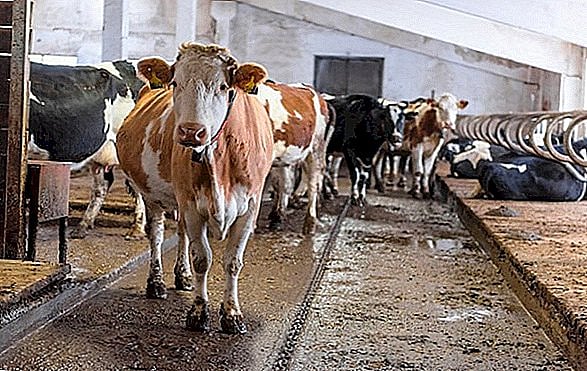 ஊரடங்கால் உணவின்றி தவிக்கும் கால்நடைகள்: முதற்கட்டமாக ₹3 லட்சம் ஒதுக்கீடு - தமிழக அரசு துரித நடவடிக்கை!