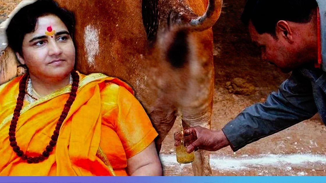 “கோமியம் குடி... கொரோனா வராது” : மீண்டும் சர்ச்சை கிளப்பிய பா.ஜ.க எம்.பி - மவுனம் காக்கும் மோடி அரசு!