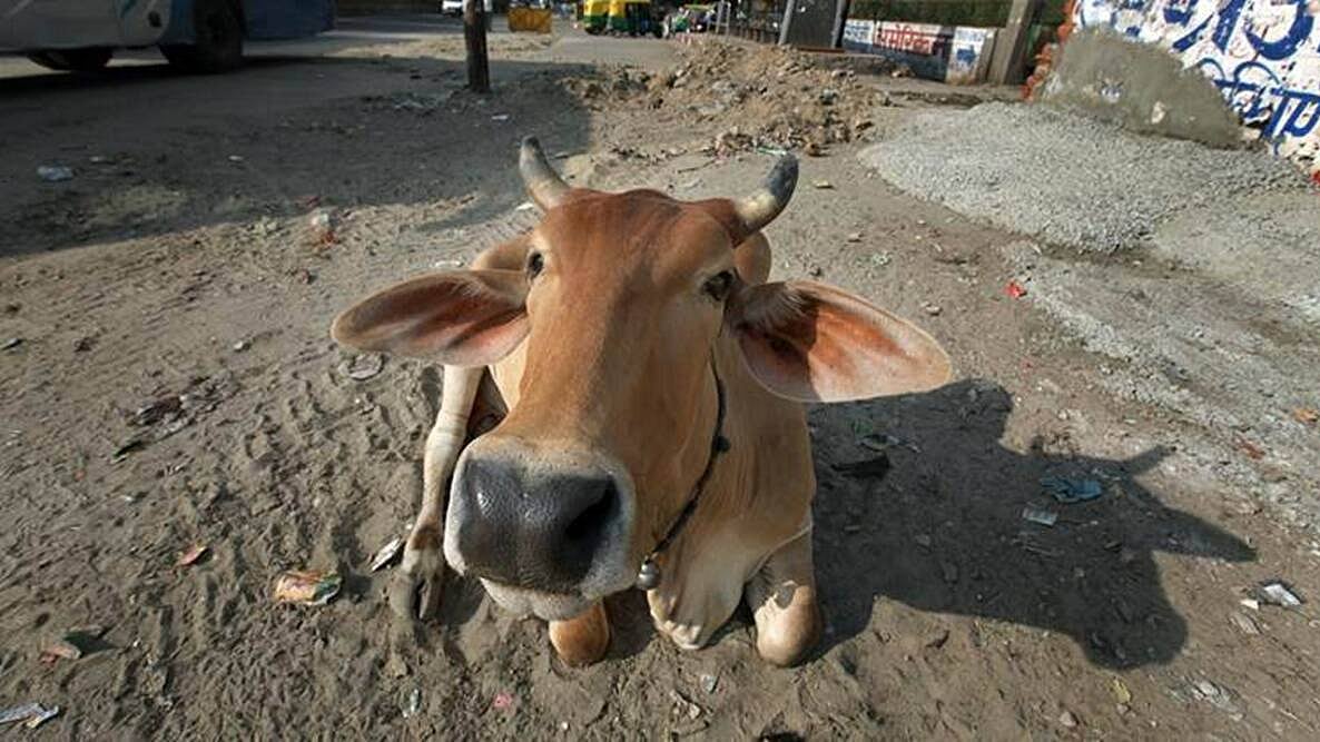 “கொரோனாவை குணப்படுத்துகிறதா?” - கோமிய பாட்டிலுடன் சுகாதார அமைச்சருக்கு கடிதம் அனுப்பிய காங். எம்.எல்.ஏ!