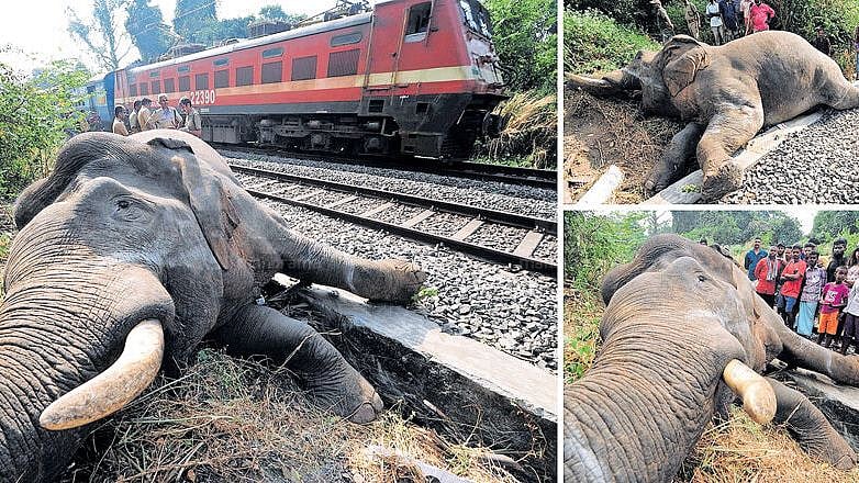 சர்வதேச யானைகள் தினம் : 10 ஆண்டுகளில் 1,000 யானைகள் பலி - காணாமல் போகும் ‘பேருயிர்கள்’ !