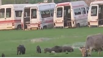 குவிந்து கிடக்கும் குப்பைகள்; பன்றிகள் சுற்றித் திரியும் அவலம்; நோய் பரப்பும் கூடாரமான பீகார் மருத்துவனை!