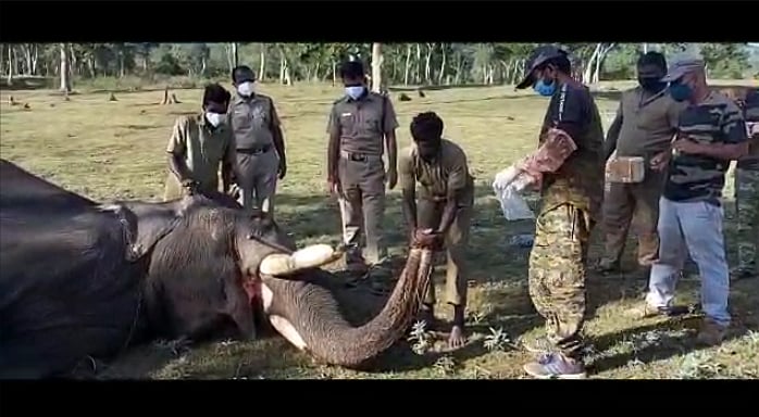 “முதுமலை புலிகள் காப்பகத்தில் யானைகளுக்கு கொரோனா பரிசோதனை” : வனவிலங்குகளை பாதுகாக்கும் தமிழ்நாடு அரசு!