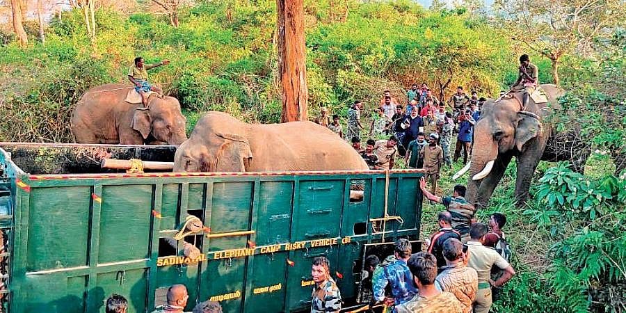 “பாகன்கள் முயற்சியால் சாதுவாக மாறிய யானை” : வனத்துறையை திணறடித்த சங்கர் யானை பற்றிய சிறப்பு தொகுப்பு !