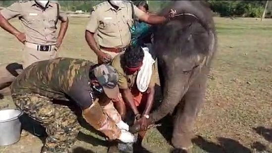 “முதுமலை புலிகள் காப்பகத்தில் யானைகளுக்கு கொரோனா பரிசோதனை” : வனவிலங்குகளை பாதுகாக்கும் தமிழ்நாடு அரசு!