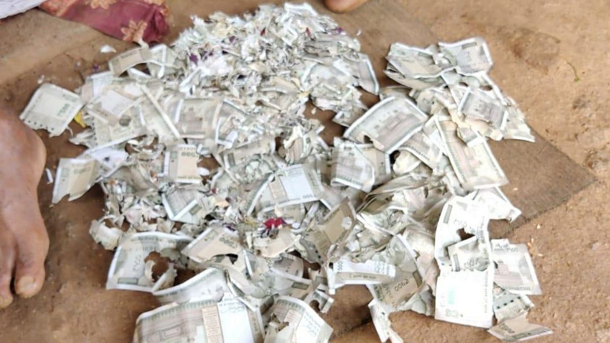 'அறுவை சிகிச்சைக்காக சேமித்த பணம்... கடித்துக் குதறிய எலிகள்': பணத்தை மாற்ற முடியாமல் தவிக்கும் வியாபாரி!