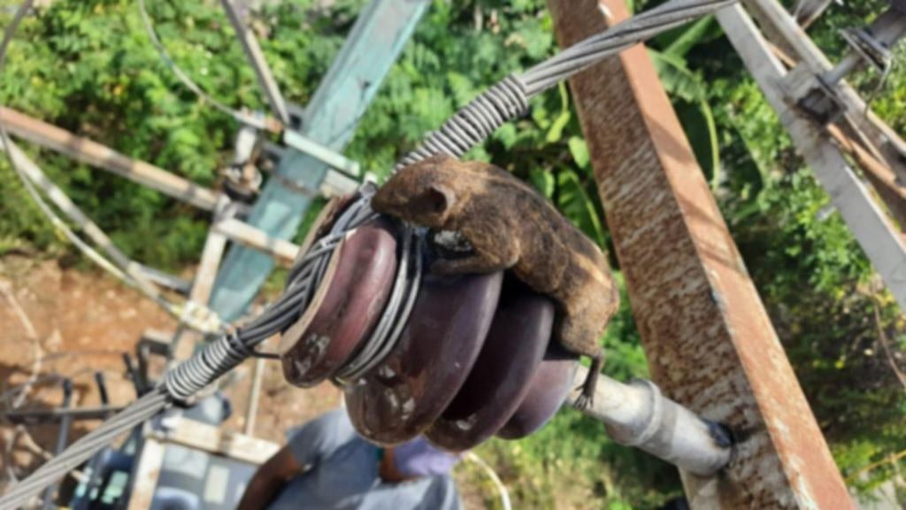 “அணில் ஓடியதால் மின்கம்பிகள் உரசி மின்தடை” : டிரான்ஸ்பார்மர் சீரமைக்கும் பணியில் மின் ஊழியர்கள்! (வீடியோ)