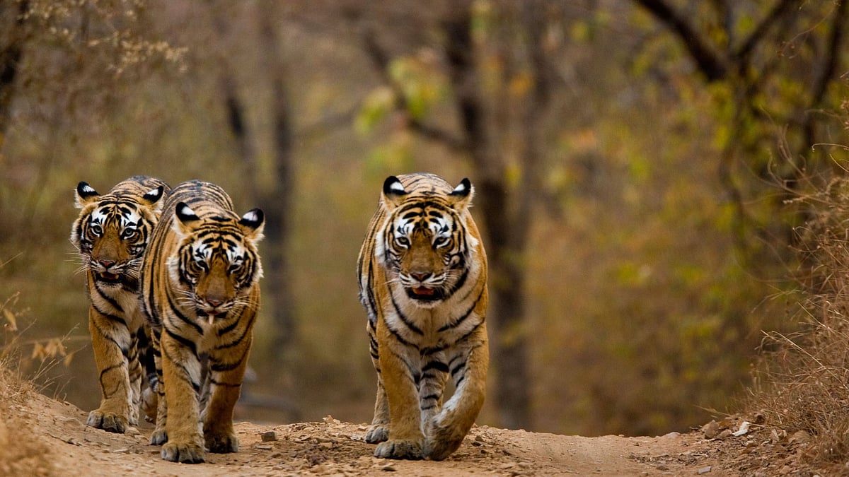 “வன உயிரின - இயற்கை வளங்களைப் பாதுகாப்பதில் தமிழ்நாடு முன்னோடியாக திகழும்” : நம்பிக்கை அளித்த முதல்வர் !