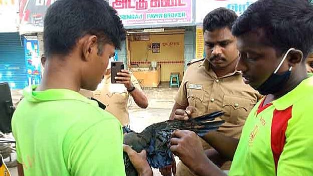 'இதுவும் பாசம்தான்'.. மரத்தில் சிக்கிய காகத்தின் உயிரை காப்பாற்றிய சிறுவன்: சென்னையில் நடந்த நெகிழ்ச்சி!