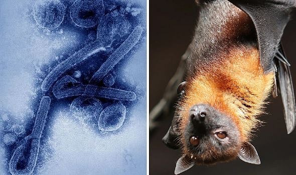 வெளவால்கள் மூலம் பரவும் ‘மார்பர்க் வைரஸ்’.. கினியாவில் இருந்து பரவுகிறதா கொடிய நோய்? : உலக நாடுகள் பீதி!