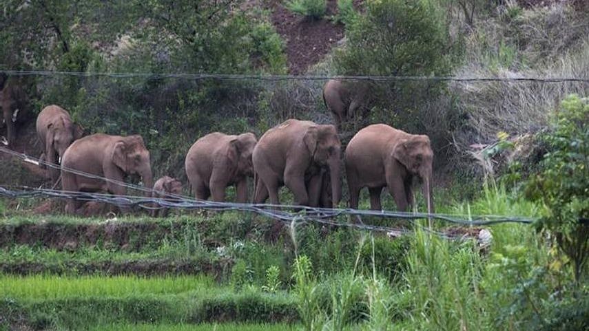 17 யானைகளுக்காக இடம்பெயர்ந்த 1.5 லட்சம் மக்கள்: 25000 அதிகாரிகள், பல கோடி செலவு செய்து பாதுகாக்கும் சீனா!