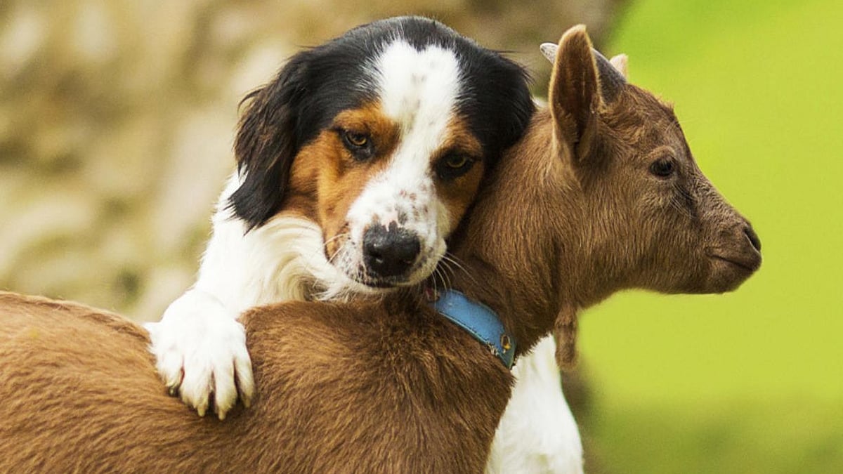 "இனி ரூ.10 வரி செலுத்த வேண்டும்" - மாநகராட்சி அறிவிப்பு: எதற்குத் தெரியுமா?