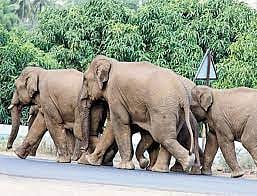 “வனத்தின் ஒப்பற்ற நாயகனாக திகழும் யானைகள்” : நாம் ஏன் யானைகளை பாதுகாக்க வேண்டும் ? - சிறப்புக் கட்டுரை!