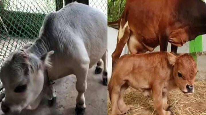 “உலகின் குள்ளமான பசு உயிரிழந்த அதே நாளில்...” : தமிழ்நாட்டில் நிகழ்ந்த அதிசயம்!