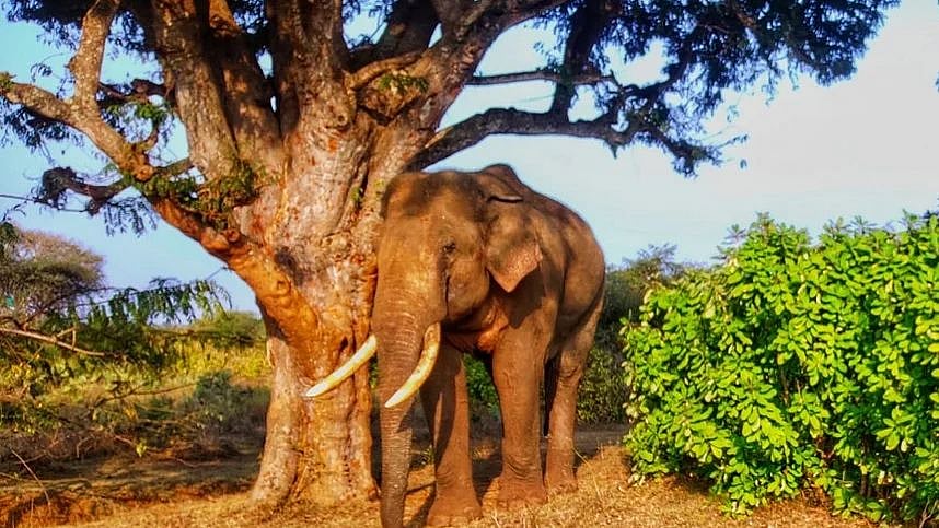“ஒரே இரவில் 40 கி.மீ நடந்து சொந்த கிராமத்திற்கு வந்த காட்டு யானை”: ரிவால்டோ யானை குறித்த சிறப்பு செய்தி !
