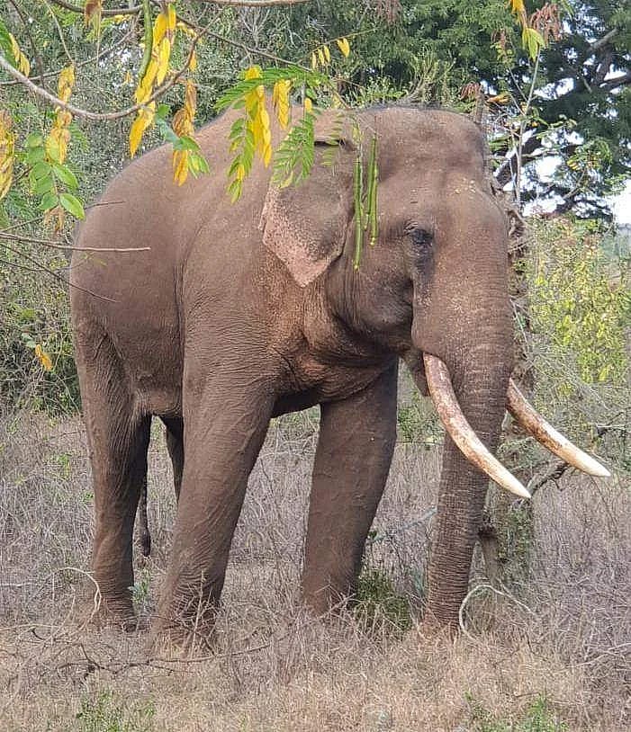 “ஒரே இரவில் 40 கி.மீ நடந்து சொந்த கிராமத்திற்கு வந்த காட்டு யானை”: ரிவால்டோ யானை குறித்த சிறப்பு செய்தி !