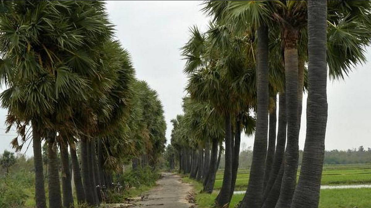 பனை மரங்களை வெட்ட தடை: பனைத் தொழிலுக்கு முக்கியத்துவம் அளிக்கும் வேளாண் பட்ஜெட் - சிறப்பு அம்சங்கள் என்ன?