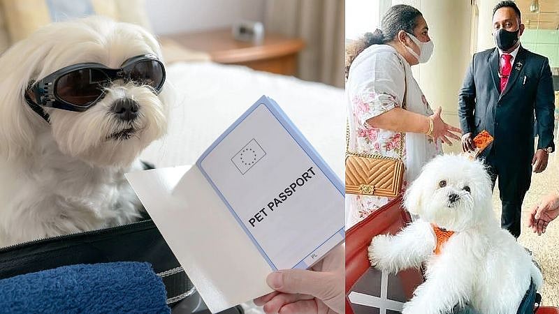 “செல்ல நாயை சென்னைக்கு  கொண்டுவர ரூ.2.40 லட்சம் செலவு செய்த பெண்” : என்ன காரணம்?