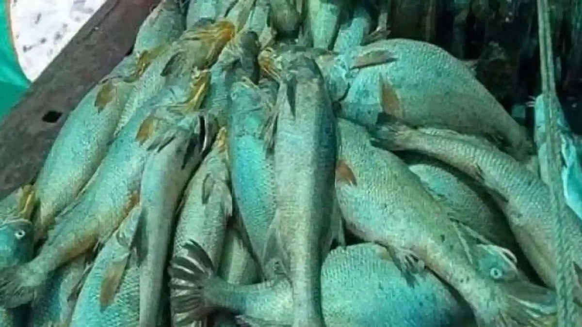 “தடைகாலம் முடிந்து கடலுக்குச் சென்ற மீனவருக்கு அடித்த ஜாக்பாட்” : நடுக்கடலில் நடந்தது என்ன ?