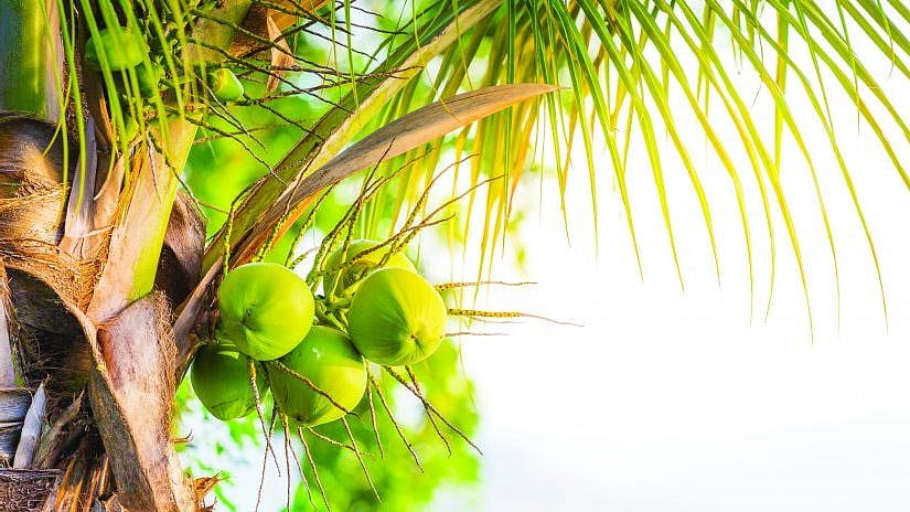 “பிள்ளையைப் பெத்தா கண்ணீரு.. தென்னையைப் பெத்தா இளநீரு” : உலகை இளைப்பாறச் செய்யும் 'தென்னை தினம்' இன்று!