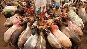 “ஜல்லிக்கட்டில் நாட்டு மாடுகளை மட்டுமே அனுமதிக்க வேண்டும்” : நீதிமன்ற உத்தரவு சொல்வது என்ன?