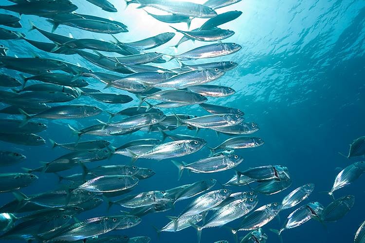 “மத்தி மீன்கள் அழிவதால் பேராபத்தை எதிர்கொள்ளும் மனித குலம்” : காலநிலை மாற்றம் நமக்கு சொல்லும் பாடம் என்ன?